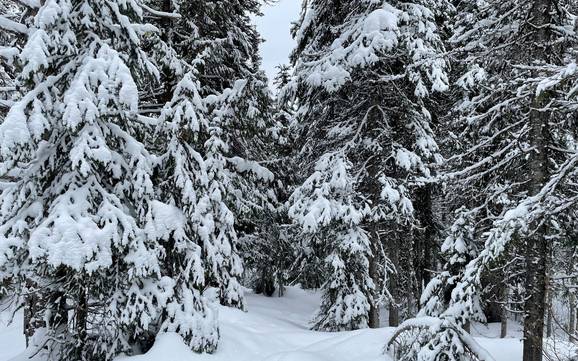 Schneesicherheit North Okanagan – Schneesicherheit SilverStar